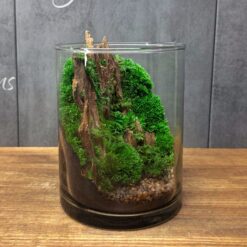 флорариум с мхом