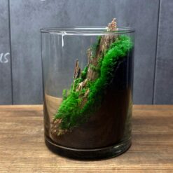 флорариум с мхом