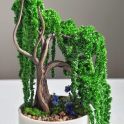 бонсай стабілізований