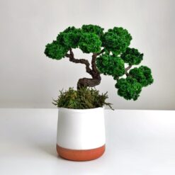 бонсай стабілізований